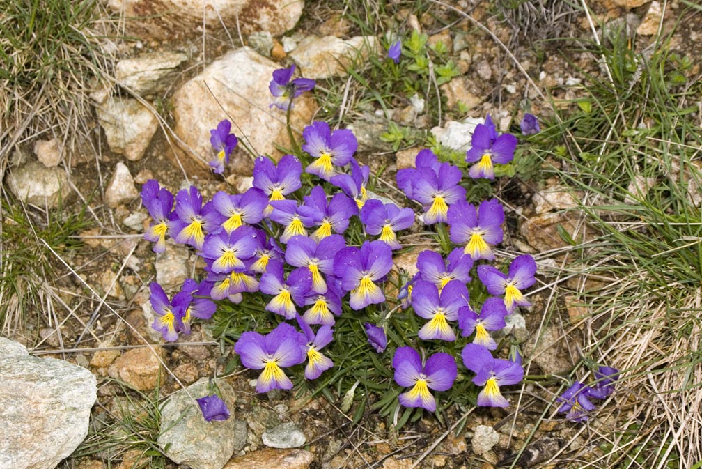 Viola calcarata/Viola con sperone